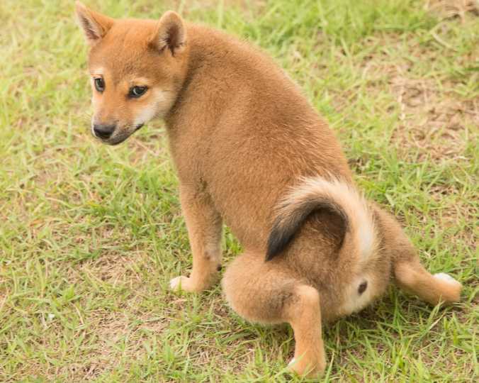 What Is The Average Time For Housebreaking A Puppy?