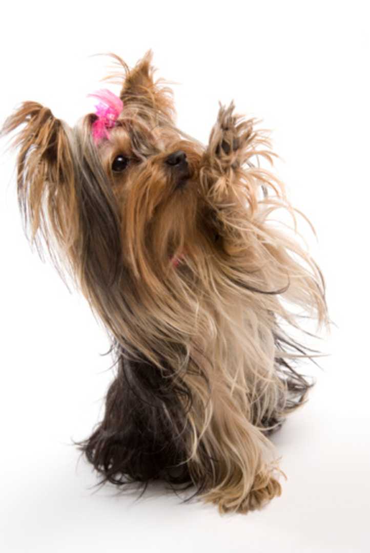 What Treats Are Good For A Puppy Yorkie?