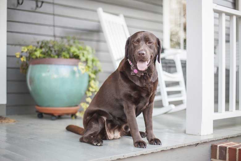 How To Stop A Dog From Digging In Houseplants