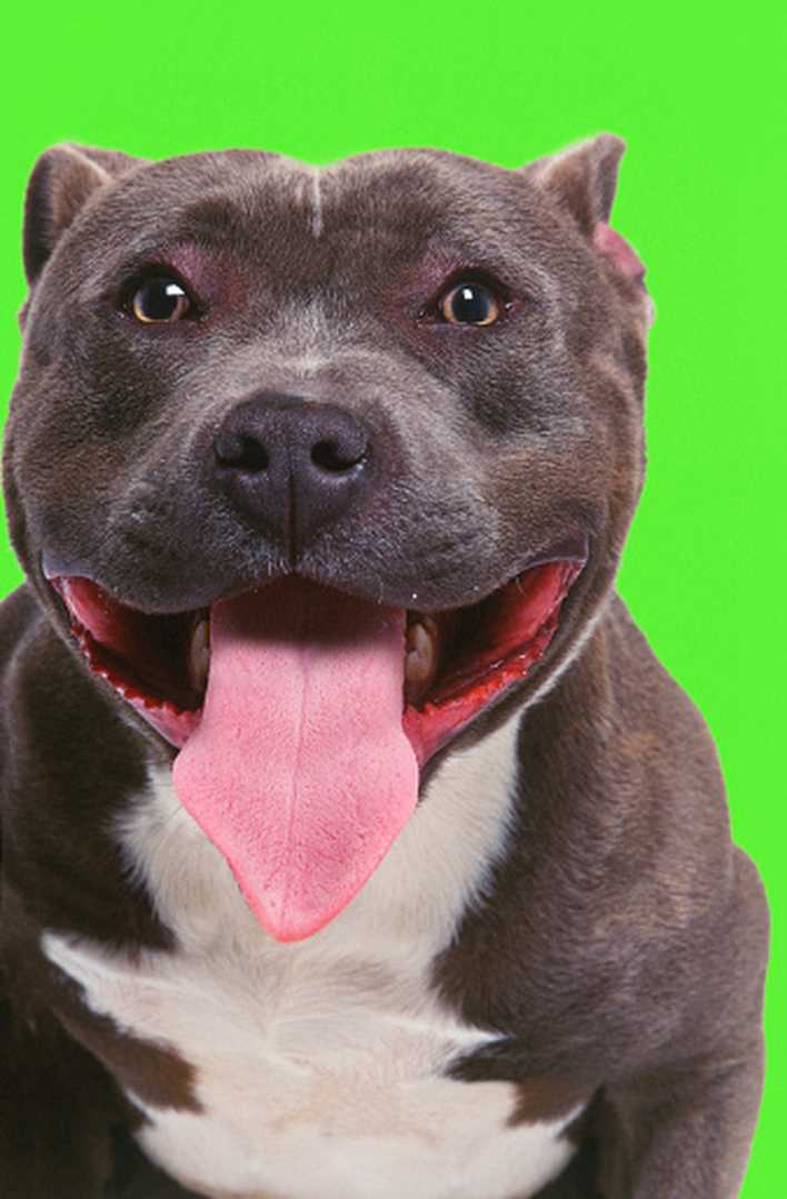 What Kind Of Food Should I Give My Blue-Nose Pit?