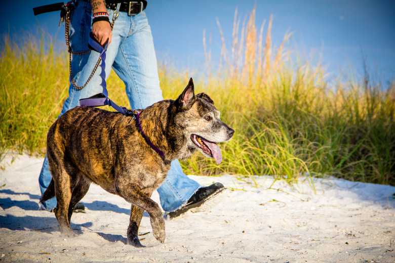 How To Train A Brindle Pit Bull