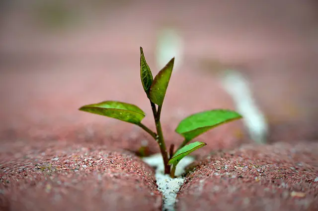 Cultivating Gratitude in the Midst of Adversity